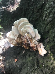 Bondarzewia berkeleyi