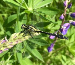 Gomphus vulgatissimus
