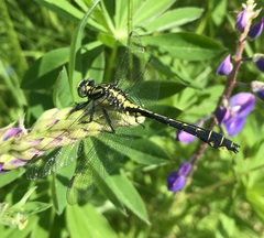Gomphus vulgatissimus