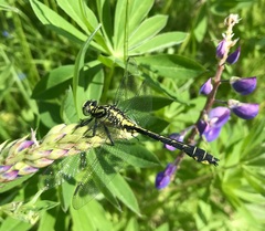 Gomphus vulgatissimus