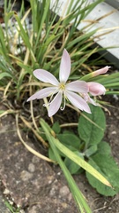 Hesperantha coccinea