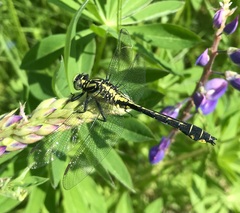 Gomphus vulgatissimus