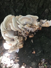 Bondarzewia berkeleyi