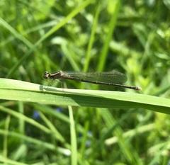 Coenagrion johanssoni