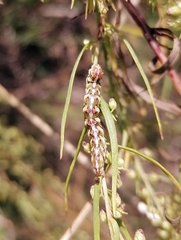 Cucullia absinthii