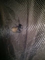 Latrodectus variolus