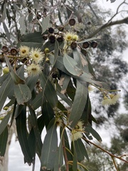 Eucalyptus melliodora