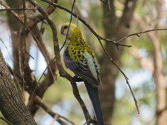 Platycercus adscitus