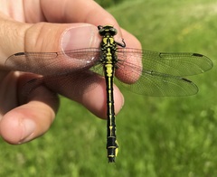 Gomphus vulgatissimus