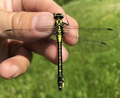 Gomphus vulgatissimus