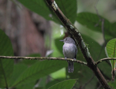 Thamnophilus murinus