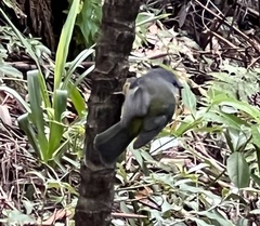 Eopsaltria australis