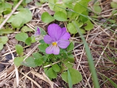 Viola tricolor