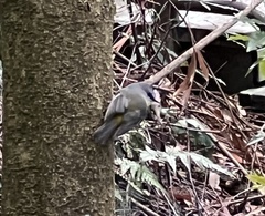 Eopsaltria australis