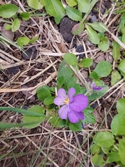 Viola tricolor
