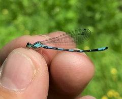 Coenagrion johanssoni