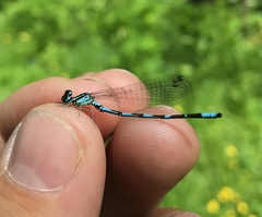 Coenagrion johanssoni