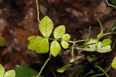 Rosa canina