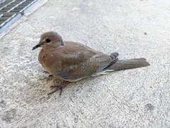 Streptopelia senegalensis
