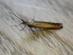 Coleophora mayrella