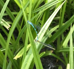 Coenagrion hastulatum