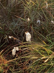 Eriophorum angustifolium