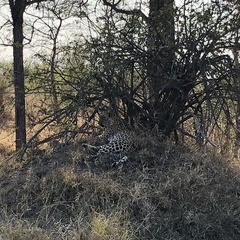 Panthera pardus pardus