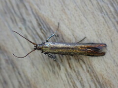 Coleophora mayrella