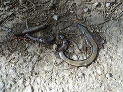 Anguis fragilis