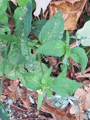 Galinsoga quadriradiata