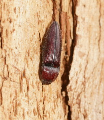 Elateridae