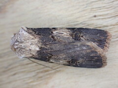 Agrotis puta