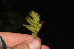 Carpinus orientalis