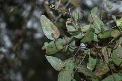 Eucalyptus melanophloia