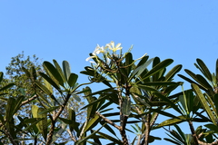 Plumeria