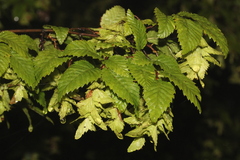 Carpinus orientalis