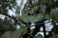 Eucalyptus melanophloia