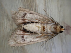 Amphipyra pyramidea