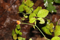 Rosa canina