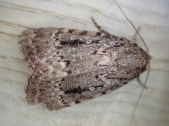 Amphipyra pyramidea