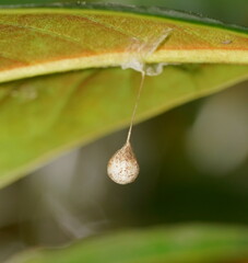 Tamopsis