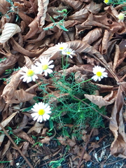 Tripleurospermum inodorum
