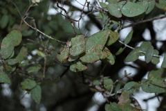Eucalyptus melanophloia