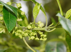 Hedycarya angustifolia
