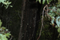 Eucalyptus melanophloia