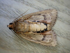 Amphipyra pyramidea