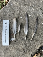 Columba livia domestica