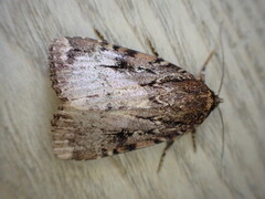 Amphipyra pyramidea