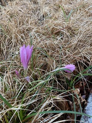 Zephyranthes