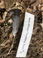 Columba livia domestica